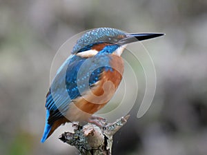 kingfisher on top of a branch photo