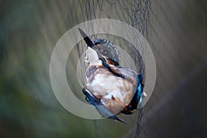Kingfisher trapped