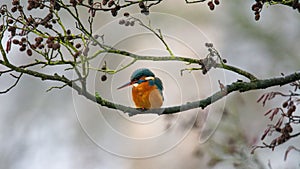 Kingfisher on a tree branch