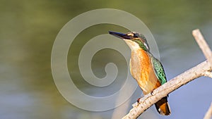 Kingfisher on Tree Branch