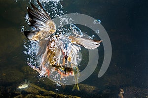 Kingfisher underwater