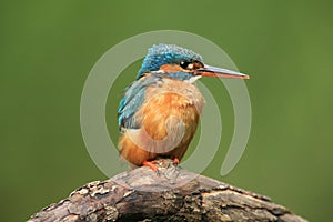 kingfisher up close.
