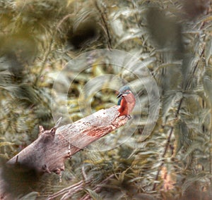 kingfisher waiting on fisch