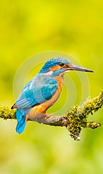 Kingfisher wallpaper