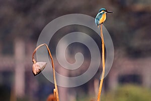 Kingfisher and withered lotus