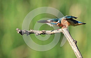 Kingfishers