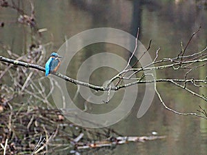 Kingfisher patiently waiting for fish