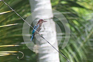 Kingfishers or Alcedinidae in Sri Lanka