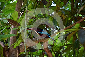 Kingfishers or Alcedinidae on tree branch