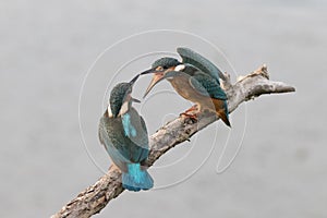 Kingfishers Arguing