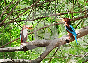 Kingfishers, arguments of birds, twin kingfishers of India