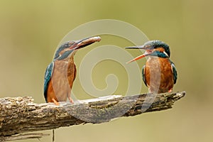 Kingfishers with fish