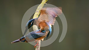 Kingfishers mating