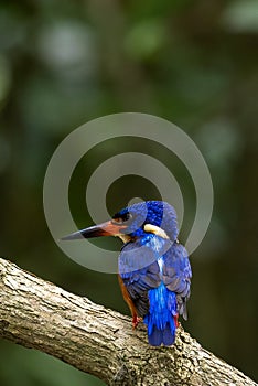 kingfishers in nature Thailand.