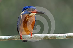 kingfishers in nature Thailand.