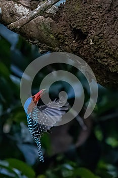 kingfishers in nature Thailand.