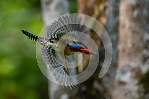 kingfishers in nature Thailand.