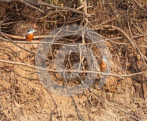 Kingfishers sitting on the bank of the river and looking for fish