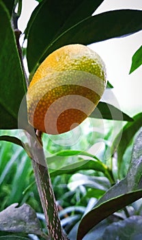 Kingkit oranges have linalool compounds, a type of natural alcohol with antiseptic, antifungal, and soothing properties.