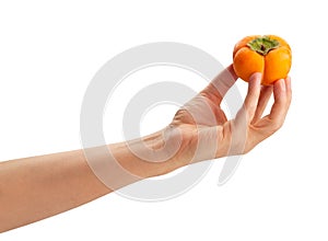 Kinglet persimmons