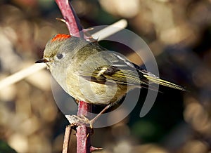 Kinglet - Regulus calendula