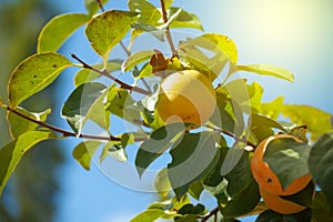 Kinglet in tree inder blue sky.