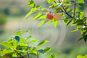 kinglet in tree inder blue sky.