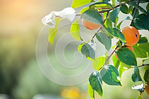 kinglet in tree inder blue sky.