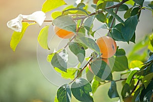kinglet in tree inder blue sky.