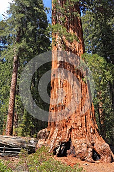 Kings Canyon National Park, General Grant Tree and Fallen Monarch Giant Sequoia in the Sierra Nevada, California, USA