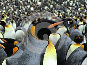 Kings penguins