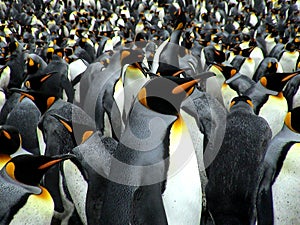 Kings penguins