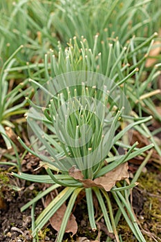 Kings spear or Asphodeline Lutea plant in Saint Gallen in Switzerland
