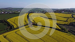 Kingskerswell, South Devon, England: Drone Aerial View: Extended oilseed rape fields and farmland