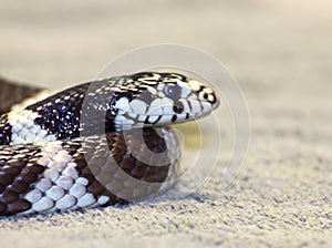 Kingsnake snake face and head
