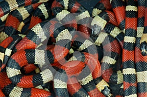 Kingsnakes