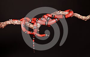 Kingsnakes entwined