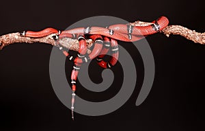 Kingsnakes entwined