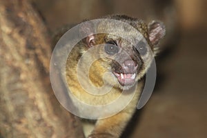 Kinkajou