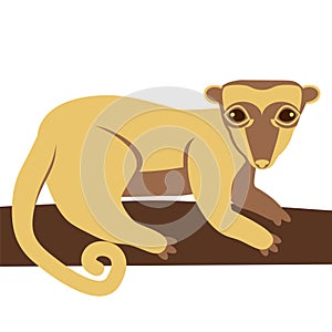 Kinkajou honey bear animal