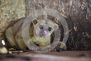 Kinkajou or honey bear or minko de noche