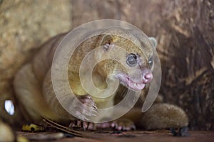 Kinkajou or honey bear or minko de noche