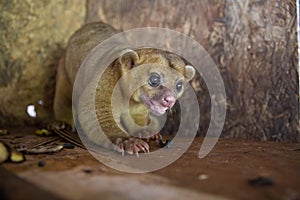 Kinkajou or honey bear or minko de noche