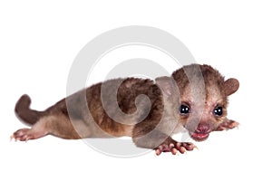 Kinkajou, Potos flavus, 2 month old baby on white