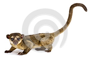 Kinkajou or Honey bear Potos flavus