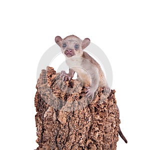 Kinkajou, Potos flavus, 3 mounth old baby on white