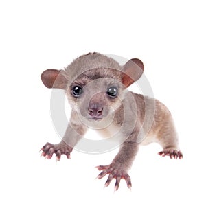 Kinkajou, Potos flavus, 3 mounth old baby on white