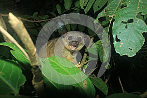 A kinkajou, potos flavus, eating something and angry to be disturbed