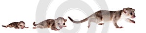 Kinkajou, Potos flavus, grow up set on white