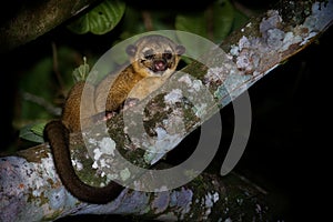 Kinkajou - Potos flavus, rainforest mammal of the family Procyonidae related to olingos, coatis, raccoons, and the ringtail and